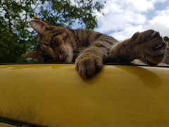 Thug cat part 4.  After all, it's not my Axminster.