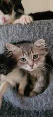 Naming kittens