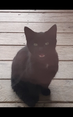Stray Little Black Cat