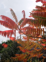 Is this flame-leaved tree a Mountain Ash?
