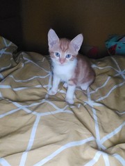 How beautiful is he.