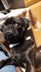 Happy black dog day!