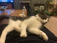 Chez Ollie - "Give me your tired, your paw, your purring masses..." - All welcome