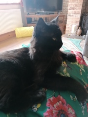 Lucky black cat appreciation thread
