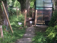 Aibu to say the guinea pigs will be ok in the greenhouse over winter?