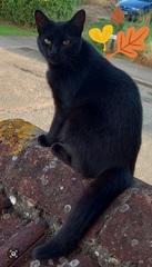Show me your black cats!