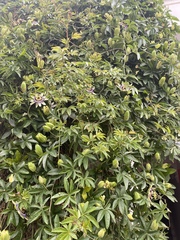 Plant Id help.