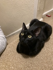 Show me your black cats!