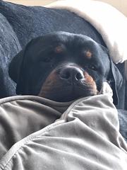 Who fancies a lovely thread filled with dogs?