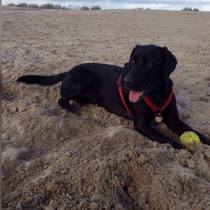 Happy black dog day!