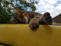 Thug cat part 4.  After all, it's not my Axminster.