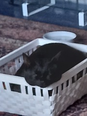 Lucky black cat appreciation thread