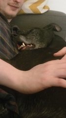 Anyone else won the dog lottery with their dog?