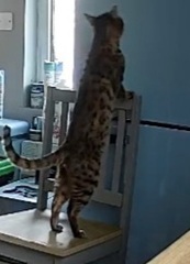 Cat going in my fridge