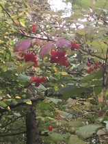 Can you help me ID this lovely plant please?
