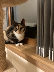 Meet my new kitties!