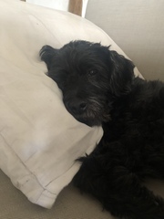 Who fancies a lovely thread filled with dogs?
