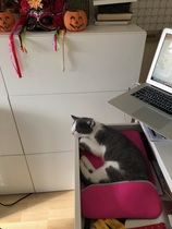 What's your DCat up to today? (Thread 9)