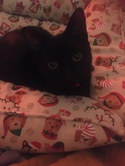 Show me your black cats!
