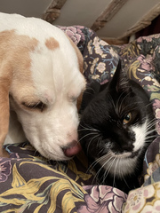 Dogs and cats - tell me everything you know!