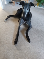 Who fancies a lovely thread filled with dogs?