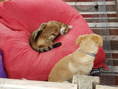 Thug cat part 4.  After all, it's not my Axminster.