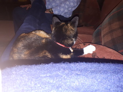 Help!  I'm trapped under a cat
