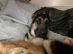 Puppy survival thread. Oct/Nov fireworks!