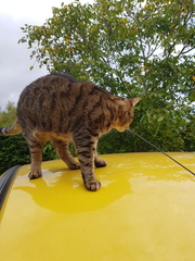 Thug cat part 4.  After all, it's not my Axminster.
