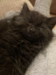 Show me your black cats!
