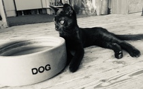 Help with a scratchy kitten!