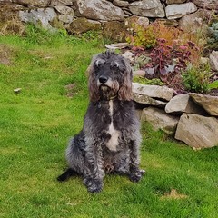 Who fancies a lovely thread filled with dogs?