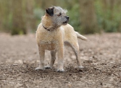 Who fancies a lovely thread filled with dogs?