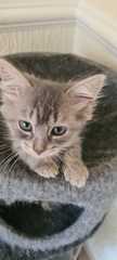 Naming kittens
