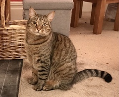 Chew toy for half Bengal