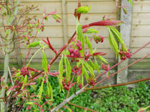 What do I do with this misshapen acer?