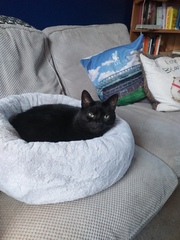 Lucky black cat appreciation thread