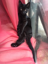 Help with a scratchy kitten!
