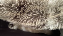 Ridiculous things you do for or because of your cat?