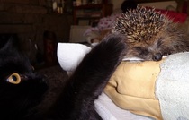 How do you catch a hedgehog?