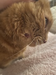 Hole in cats face