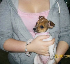 My dog died in my arms unexpectedly and I’m not doing too good