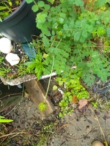 Please help ID this plant