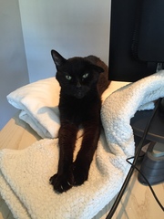 Lucky black cat appreciation thread