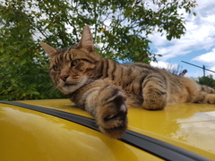 Thug cat part 4.  After all, it's not my Axminster.