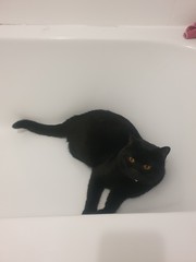 Kitten