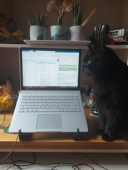 Lucky black cat appreciation thread
