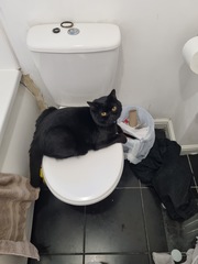 Kitten
