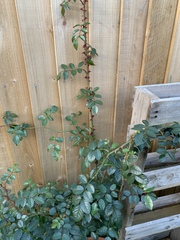 What type of rose is this?
