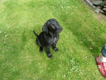 Happy black dog day!